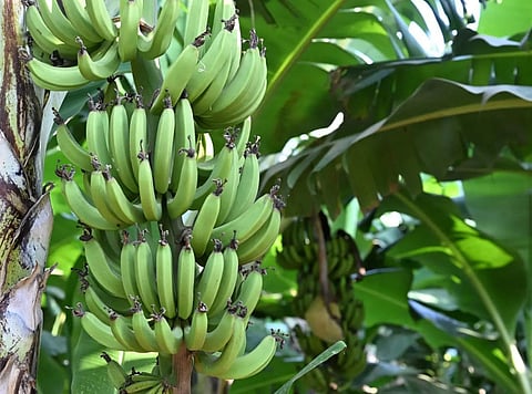 Jazan’s Banana Production Expands, Supporting Sustainability and Local Economy