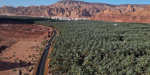 Saudi Date Exports Hit Record SAR1.9 Billion in 2025, Up 14.3%