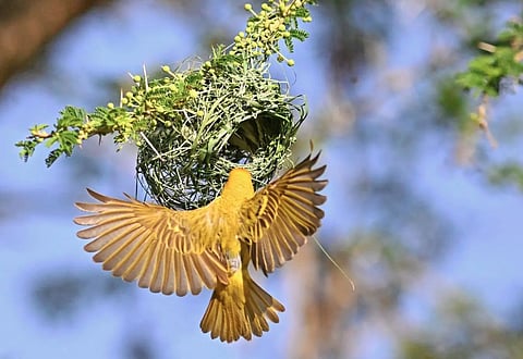 Ruppell’s Weaver Signals Breeding Season in Saudi Arabia’s Aseer Region
