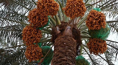 Early Date Harvest Boosts Economic Activity in Najran