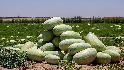 Watermelon Fields in Qassim: Summer Fruit and a Story of Renewed Agricultural Bounty
