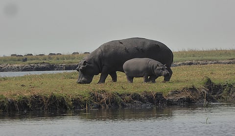Sharks, elephants and precious wood in balance at wildlife talks