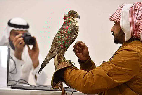 More Than 70,000 Visitors on First Day of Saudi Falcons and Hunting Show 2019