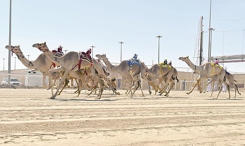 Saudi Arabia to Participate in 6th Arabian Gulf Camel Racing Championship