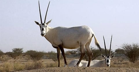Saudi Health Ministry warns from contact with animals amid Corona’s breakout
