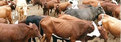 Environment, water and agriculture ministry initiative to prevent RVF outbreak