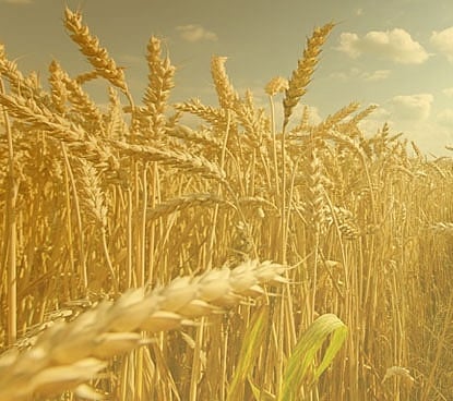 SAGO completes procedures for 7th barley tender in 2020 