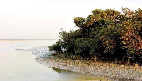 Saudi coasts enhance biodiversity with planting 14m mangrove trees by yearend