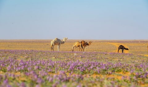 The Kingdom wants to plant 50 billion trees in the world’s largest afforestation project. (SPA)

