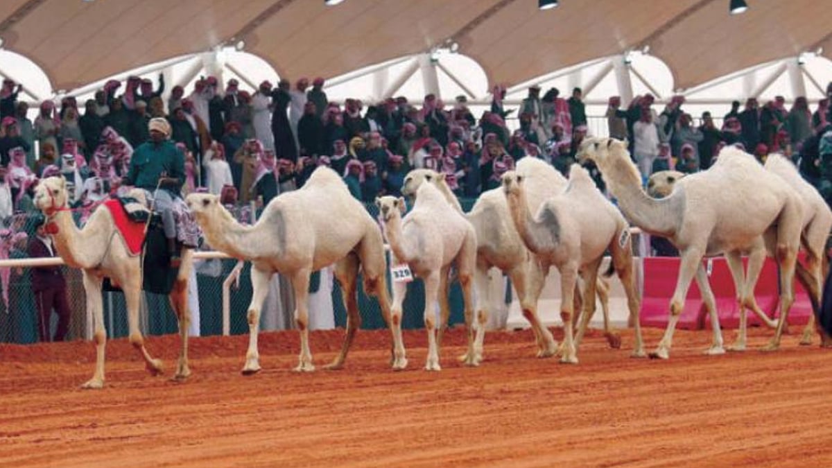 مواطنة تلخص سيرة التراث في مهرجان الملك عبدالعزيز للإبل 