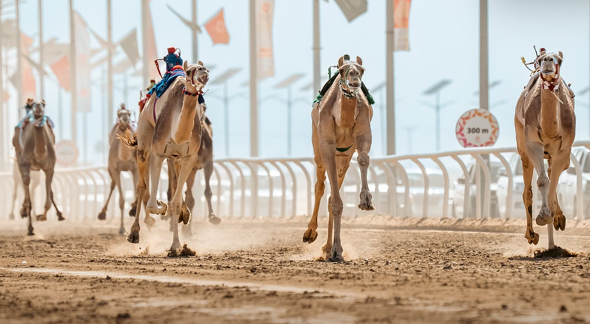 بجوائز 75 مليون ريال.. انطلاق مهرجان خادم الحرمين الشريفين للهجن الجمعة المقبل 