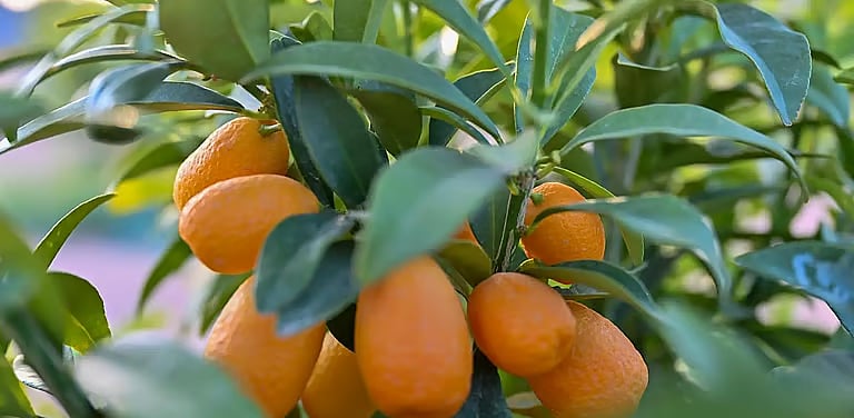 مزارع يروي قصة إنتاجه أجود أنواع الحمضيات بالمدينة المنورة 