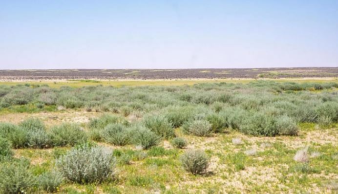 «سلمان الملكية»: تحسّن الغطاء النباتي يصنع التأثير الإيجابي على الكائنات الفطرية 