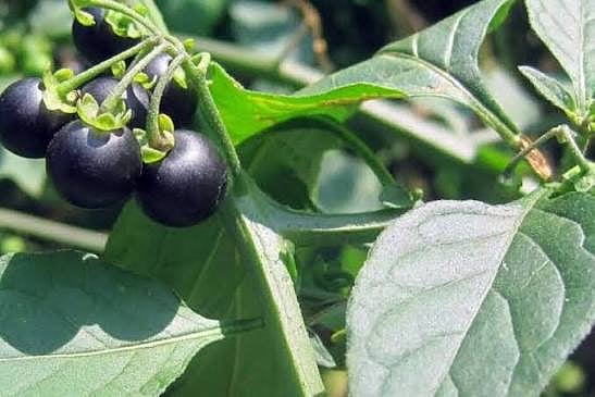 «عنب الذئب» يزهر في الحدود الشمالية ضمن الغطاء النباتي الموسمي 