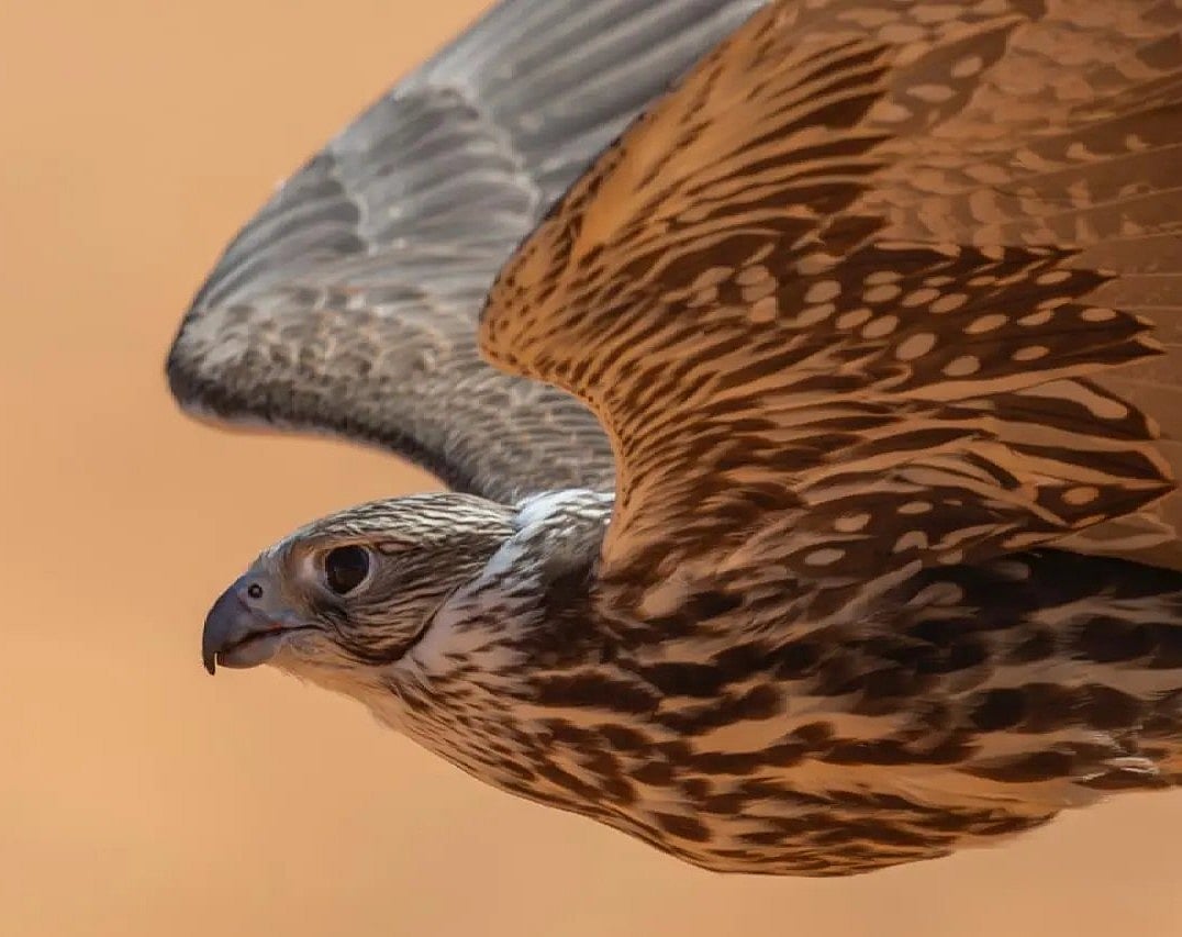 بيع صقر بـ30 ألف ريال بعد حصده جائزة بـ120 ألفًا في مهرجان الملك عبدالعزيز للصقور 2025 