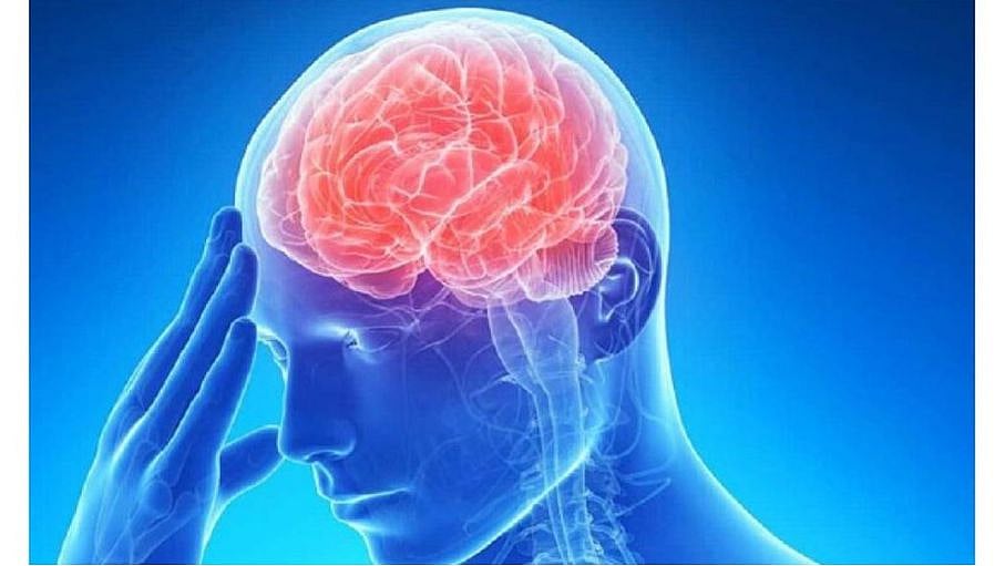 دراسة تتوصل إلى سر تنسيق الدماغ بين المعلومات السريعة والبطيئة 