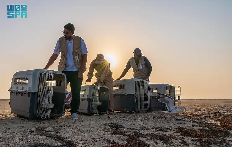 مركز الحياة الفطرية يطلق 63 طائرًا بحريًا في كورنيش جدة 