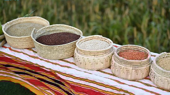 مهرجان الدخن في بارق ينطلق اليوم بفعاليات تعزز الاستثمار في المحاصيل المحلية 