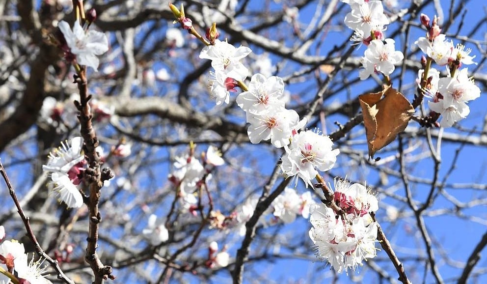 في لوحة شتوية خلابة.. أزهار اللوز تكسو مرتفعات وجبال عسير 