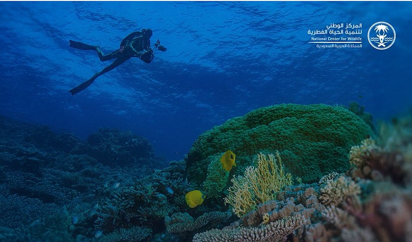 «الحياة الفطرية» يطلق المرحلة الأولى من برنامج مراقبة وتقييم التنوع الأحيائي المرتبط بالشعاب المرجانية في البحر الأحمر 