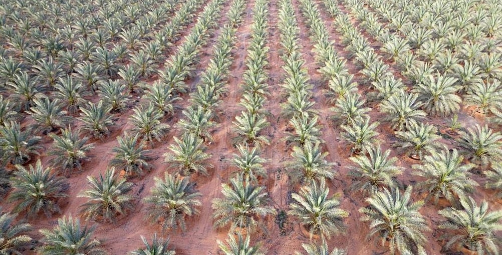 بإنتاج 40 ألف طن سنويا.. مليون نخلة تدفع عجلة التنمية في الجوف 