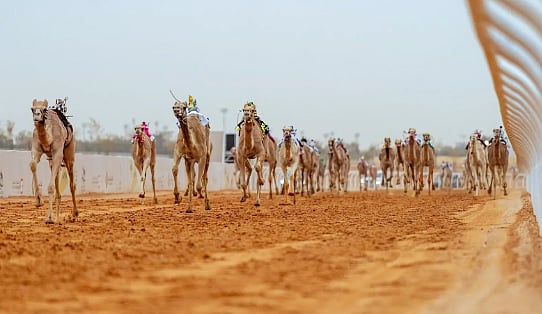 ميدان الجنادرية يستعد لختام مهرجان خادم الحرمين الشريفين للهجن 2026 