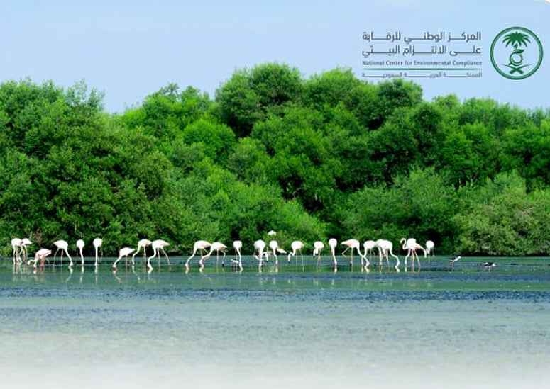 «الالتزام البيئي»: تنظيم استباقي لحماية الأراضي الرطبة وضمان استدامة الموارد الطبيعية 