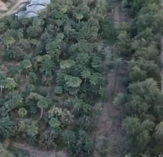 مزارع يروي تجربته بزراعة الحمضيات بجبال الفقرة في المدينة المنورة 