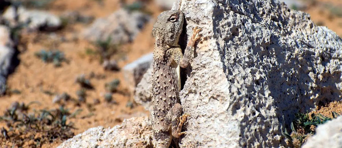 رصد «الضبّ الشاحب» بالحدود الشمالية يعكس تنوّع الحياة الفطرية 