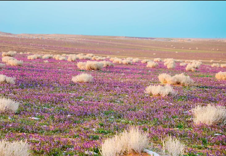«الغطاء النباتي» يوقع عقودًا استثمارية لتطوير 3 متنزهات وطنية بمساحة تتجاوز 21 مليون متر مربع 