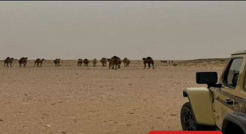 «الأمن البيئي» يضبط مواطنًا مخالفًا للرعي بمحمية الإمام عبدالعزيز بن محمد الملكية 