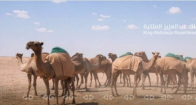 تفعيل آلية جديدة لإصدار تصاريح الرعي للمجتمع المحلي بمحمية الملك عبد العزيز الملكية 