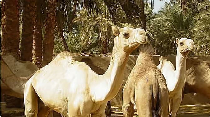 محمية الإمام عبدالعزيز بن محمد الملكية تطلق خدمة تصاريح عبور الإبل عبر "منصة العرمة" الرقمية 