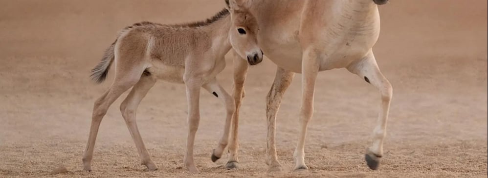 تسجيل ولادة أول مهر للحمار البري الآسيوي على أرض المملكة منذ أكثر من 100 عام 