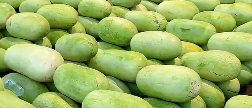 القصيم.. سوق موسمي للحبحب وتوزيع مستمر للمناطق 