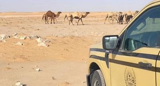 ضبط مواطن لارتكابه مخالفة رعي في محمية الملك عبدالعزيز الملك
