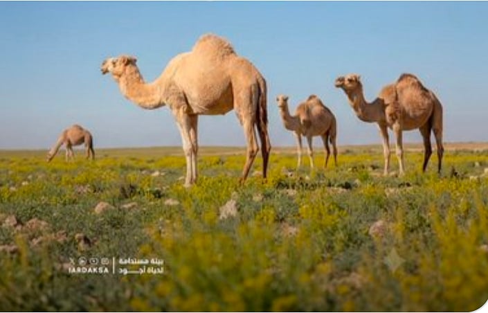 هيئة تطوير محمية الإمام عبدالعزيز: الرعي الموسمي يعزز نمو النباتات ويساعد في نشر البذور 