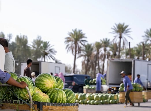موسم «الحبحب» الصيفي يفتح أبواب الرزق للشباب في القصيم 