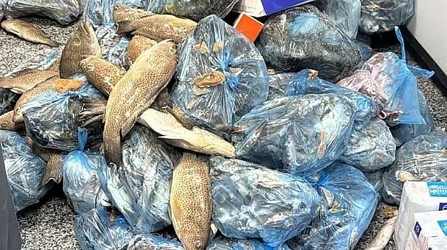 بيئة عسير تضبط 1324 كيلوجرامًا من الأسماك الفاسدة في خميس مشيط 