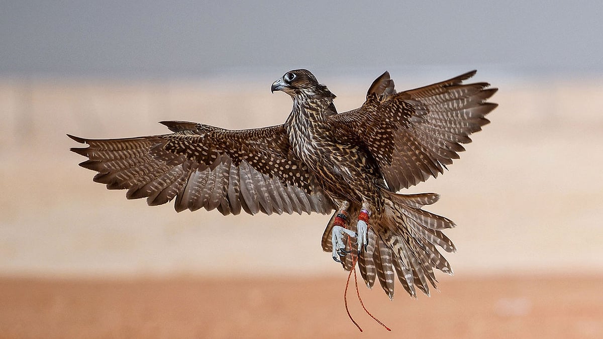 حضور لافت للصقارات السعوديات بمهرجان الملك عبدالعزيز للصقور 2025 