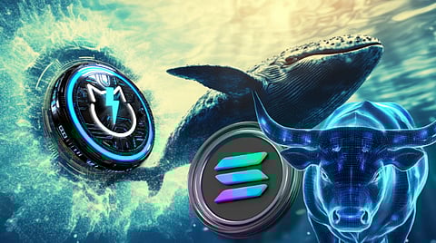 Will Solana Explode 1000%? Why SOL Maxis Are Bullish and Why Whales Love This New Altcoin?