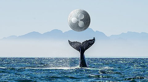 Whales Offload 330M ADA and Move To This New Coin, Ripple Faces Potential Crash Below $2