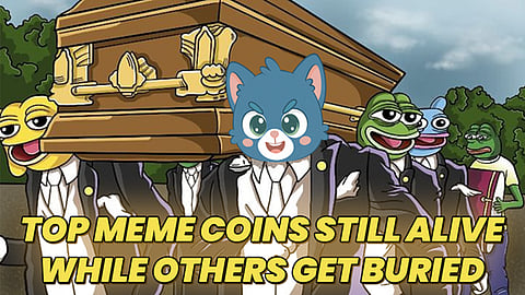 Top 10 New Meme Coins to Join Today: 531% Gains Could Be One Click Away With This Cat