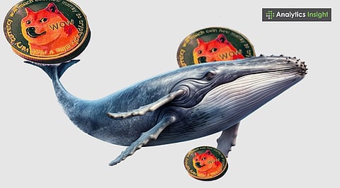 Dogecoin Whales Accumulate as Short-Term Holders Capitulate: What's Going On?