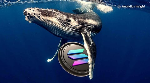 Why are Solana Whales Going Long Even After a 40% Price Drop?