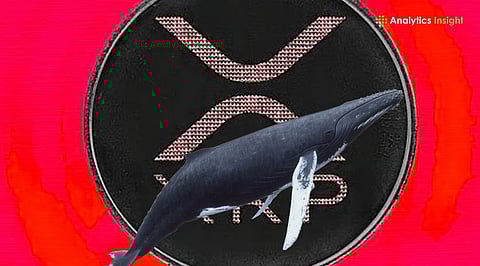 Why XRP Whales are Accumulating a New Altcoin Ahead of 2027