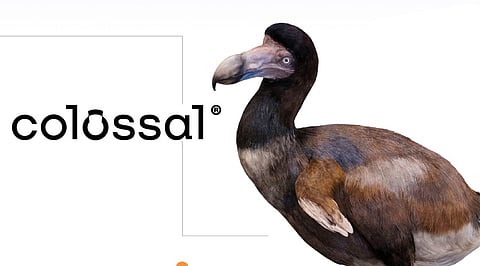 Colossal Targets $20 Billion Valuation Amid Woolly Mammoth Revival Push