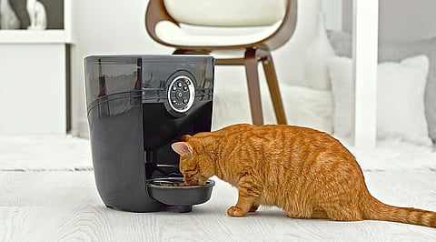 PetSnowy