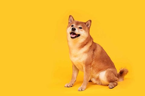 Are You A Shiba Inu Lover? If Yes, Then Bitgert Is For You