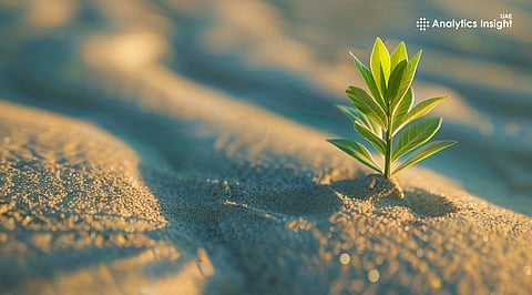 Pineapple Peels Power Khalifa University’s Breakthrough for Sandy Soils